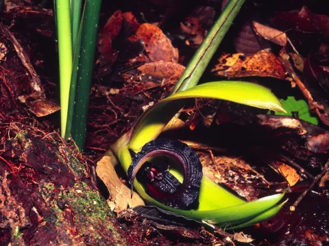Orchidantha