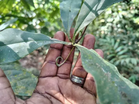 Ancistrocladus