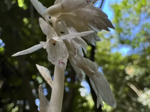 Epipogium