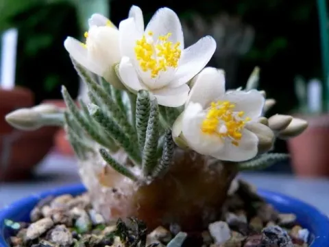 Anacampseros