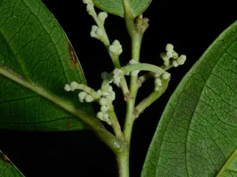 Centroplacus