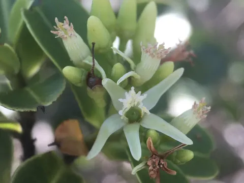 Humiria