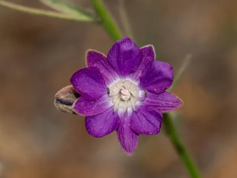 Malesherbia