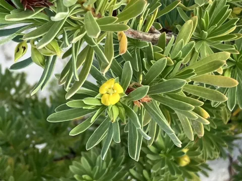 Bay cedar