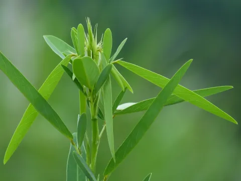 Codariocalyx
