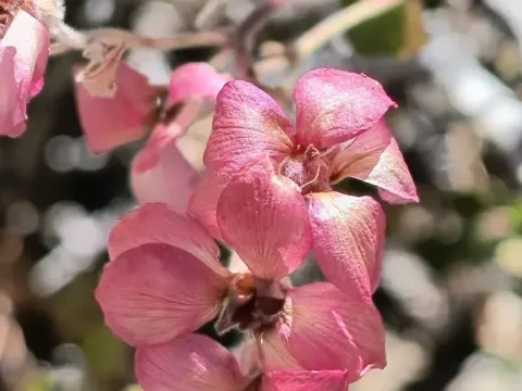Viviania