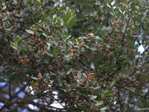 Olinia