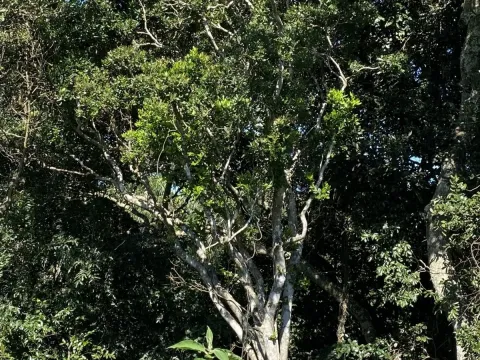 Rhynchocalyx