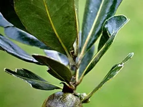 Strasburgeria robusta