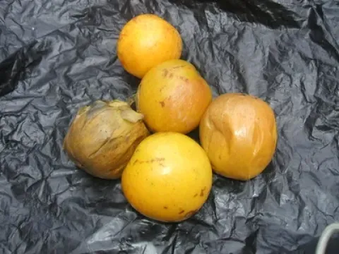 Сарколена