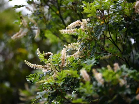 Weinmannia tinctoria