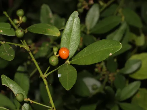 Toddalia aculeata