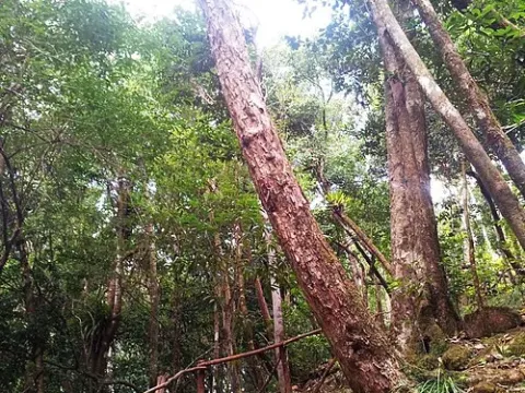 Psiloxylon