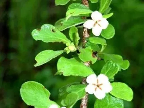 Mussaenda arcuata