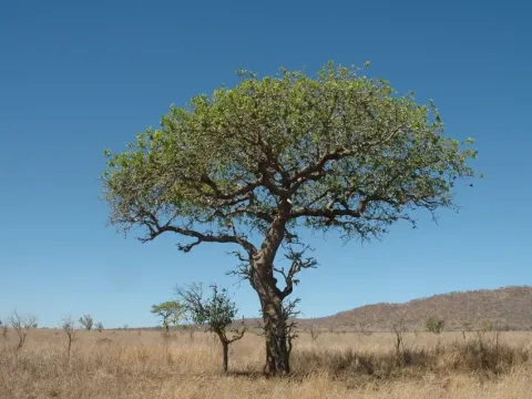 Poupartia birrea