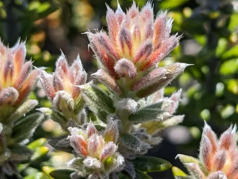 Shiny phylica