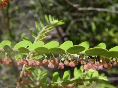 Phyllanthus casticum