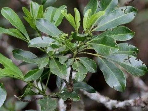 Melicope obtusifolia