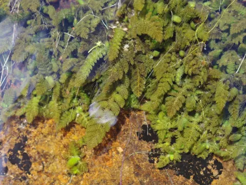Гідростахіс