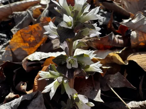 Obolaria