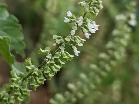Basil