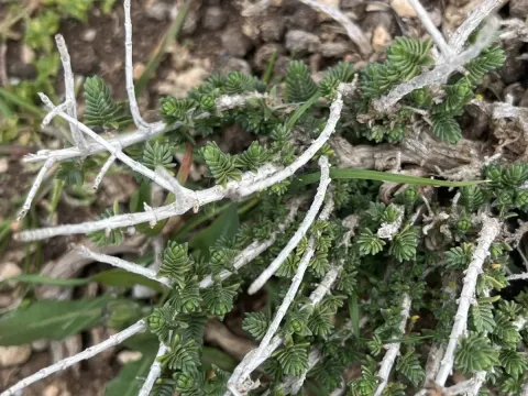Coridothymus