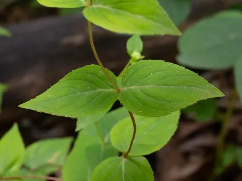Cunila