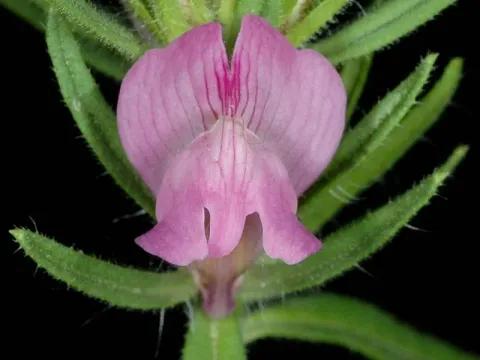 Misopates