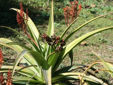 Aloe macra