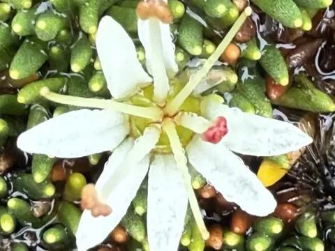 Donatia