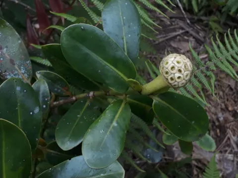 Melanophylla