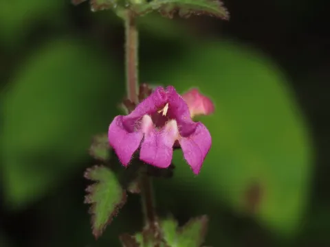 Phtheirospermum