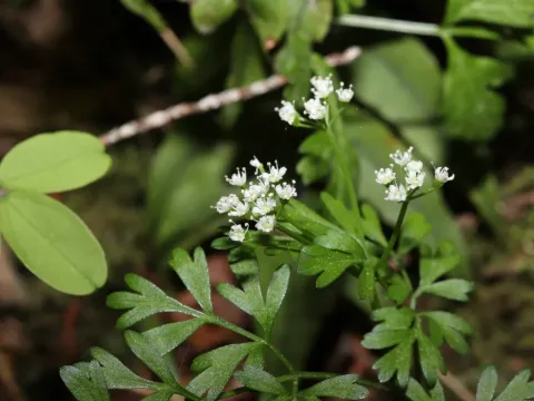 Aegopodium decumbens