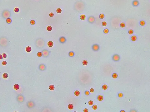 Porphyridium