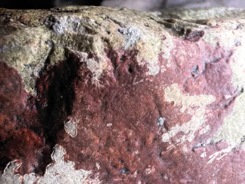Hildenbrandia