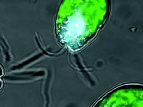 Tetraselmis