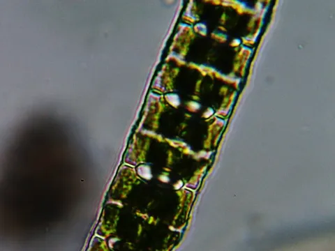 Desmidium