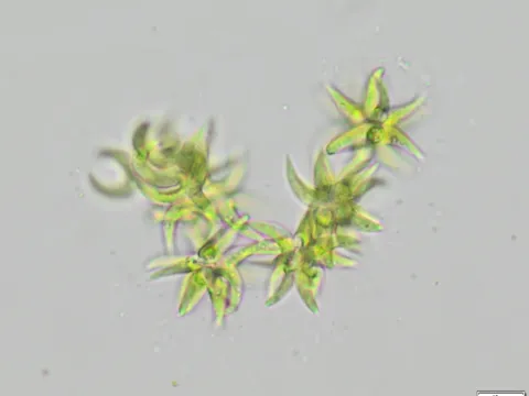 Selenastrum