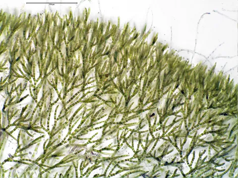 Chaetophora
