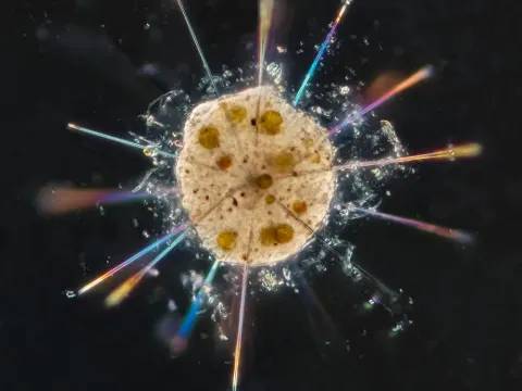 Halosphaera