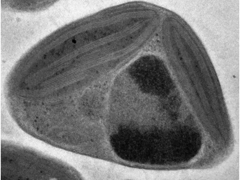 Ostreococcus