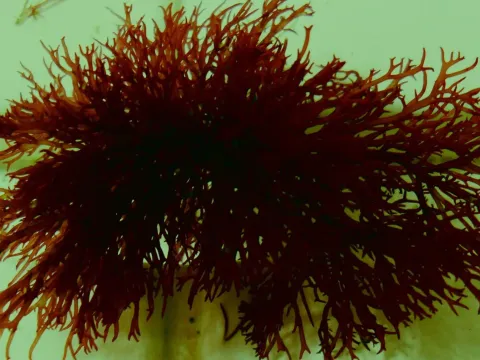 Gracilaria