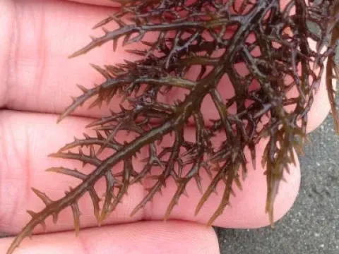 Chondracanthus