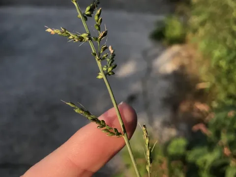 Setaria chondrachne