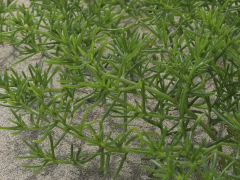 Salsola komarovii