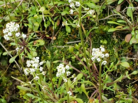 Teesdaliopsis