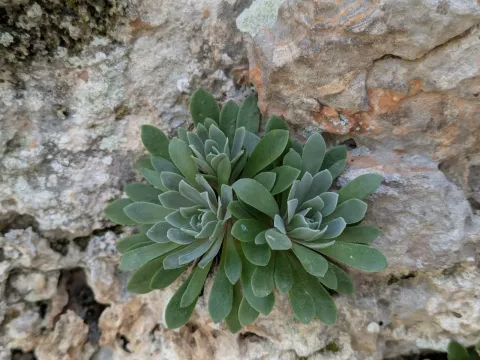 Rosularia
