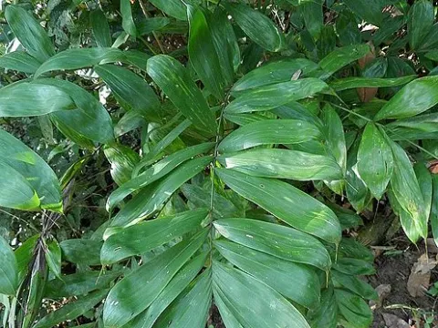 Bactris cuspidata