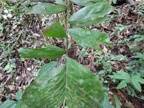Bactris maraja