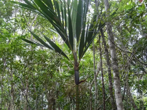 Basselinia